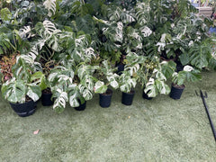 Monstera Albo Plant - Established 3 to 4 Leaves - Variegated Tropical Houseplant - Monstera Deliciosa Albo