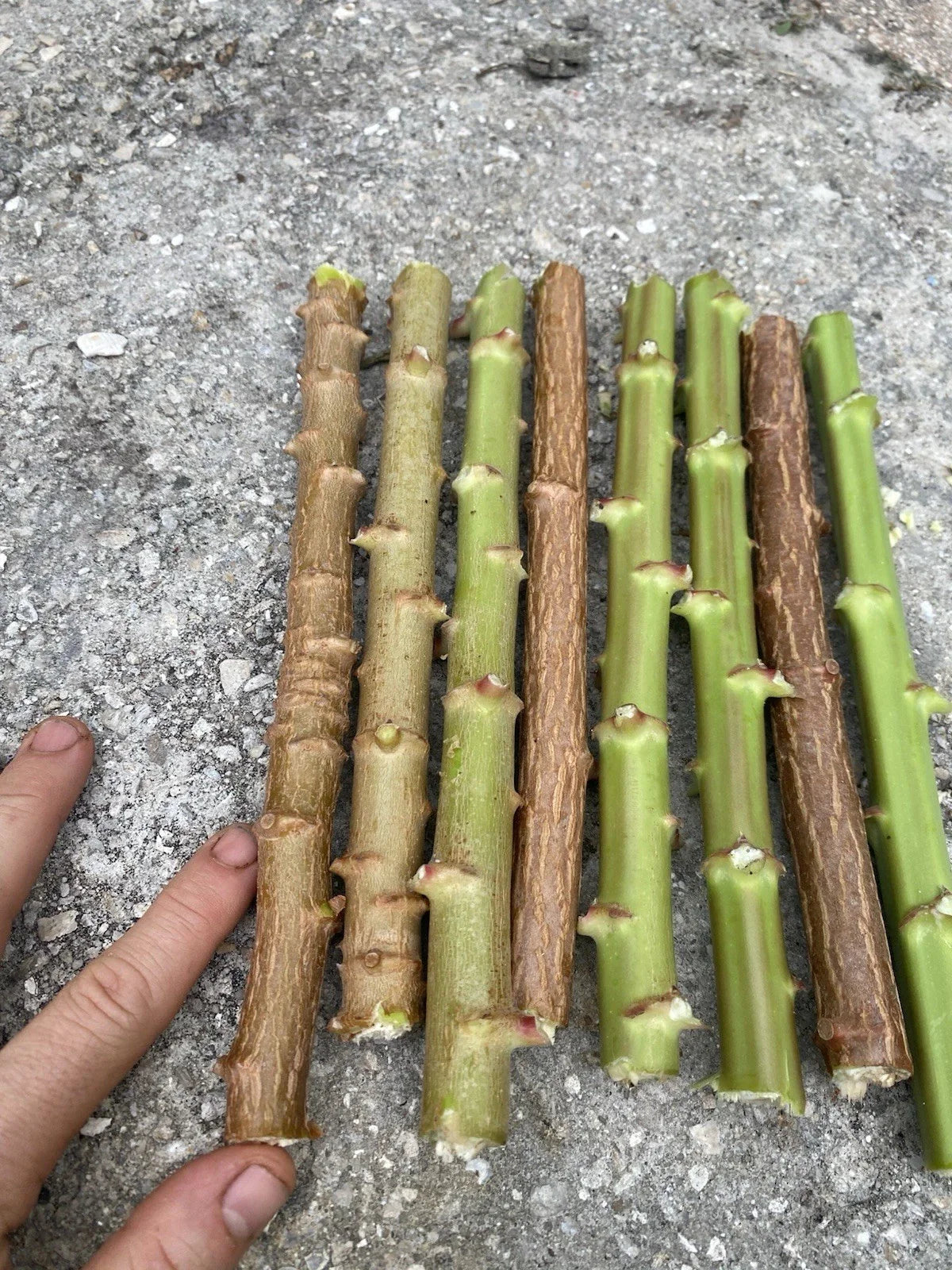 Yuca Cassava Live Cuttings 8-12” Organic Manihot Esculenta Stem - 8 Pack, Florida Grown