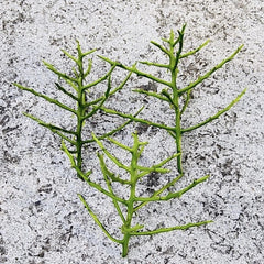 Pencil Cactus Unrooted Cutting - Euphorbia Tirucalli - Succulent Plant for Propagation and Indoor Gardening