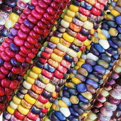 Painted Mountain Ornamental Corn Seeds - Organic Rainbow Indian Dent Seed - Heirloom Variety for Gardens (Zea mays)