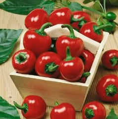 Large Red Cherry Hot Pepper Seeds - 200+ Seeds - Capsicum annuum - 3000-5000 Scoville Heat Units