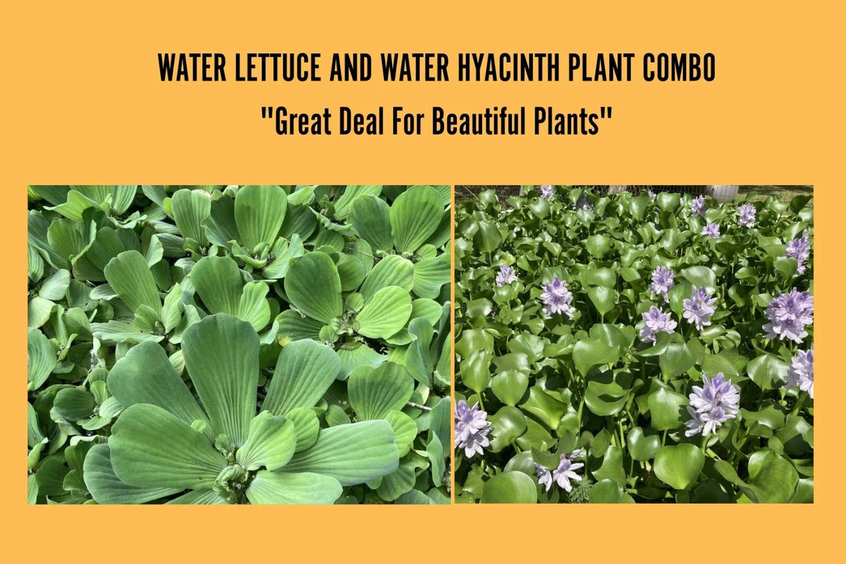 Water Plants Bundle - 4 Medium Water Hyacinth & 4 Water Lettuce - Eichhornia crassipes & Pistia stratiotes - Floating Live Pond Plants