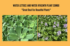 Water Plants Bundle - 4 Medium Water Hyacinth & 4 Water Lettuce - Eichhornia crassipes & Pistia stratiotes - Floating Live Pond Plants