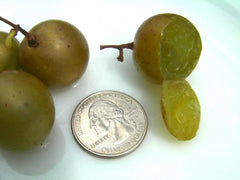 Organic Carlos Muscadine Grape Seeds - 15 Large Bronze Seeds - Delicious Flavor, Vitis rotundifolia