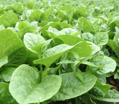 Malabar Spinach Seeds - 50 Pack - Thick Leaves - Basella Alba - 2024 - USA
