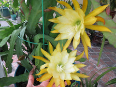 Epiphyllum Orchid Fresh Cutting Plant 8"-10" Queen of the Night Cactus Ric Rac (Epiphyllum oxypetalum)