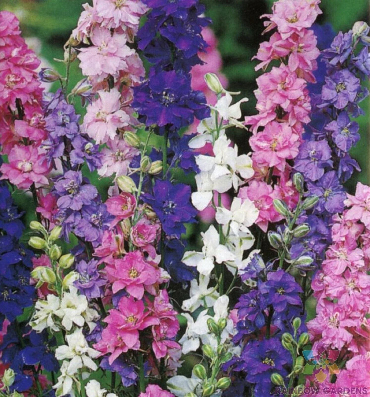 Delphinium Pixie Rockets Rocket Tall Mix Delphinium Seeds - 200+ Seeds for Garden Planting - De ...