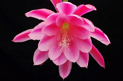 Epiphyllum 'Grand Baroque' Rooted Cutting - Rare Orchid Cactus, Colorful Succulent Plant, Unique Houseplant