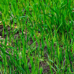 Rye Grass Seed - Fast Growing Cover Crop - Hardy Food Plot for Grazing - Secale cereale