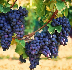 Organic Concord Grape Starter Plants 6-15 inches, Hardy Perennial, Vitis labrusca, Home Garden, Edible Gardening