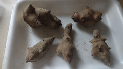 Jerusalem Artichoke Tubers 5 L.M. Red Organic Helianthus tuberosus for Planting