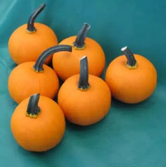Kandy Korn Plus Pumpkin Seeds for Planting - True Mini Pumpkin - 10 Seeds - Cucurbita pepo