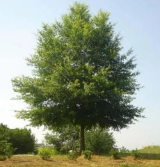 Willow Oak Tree Seedlings - 1 to 2 Feet Tall - Quercus phellos - Fast-Growing Hardwood for Landscaping and Reforestation