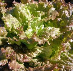 Heirloom Red Romaine Lettuce Seeds, Non-GMO, 1000 Seeds, Organic Garden Seed, Lactuca sativa