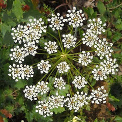 Anise Seeds | Heirloom Non-GMO Licorice Herb | Pimpinella anisum | Culinary & Medicinal用途