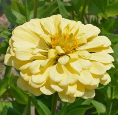 Zinnia Seeds 200 Count Isabellina Yellow Huge Blooms Non-GMO for Butterflies & Hummingbirds - Perfect Garden Flowers