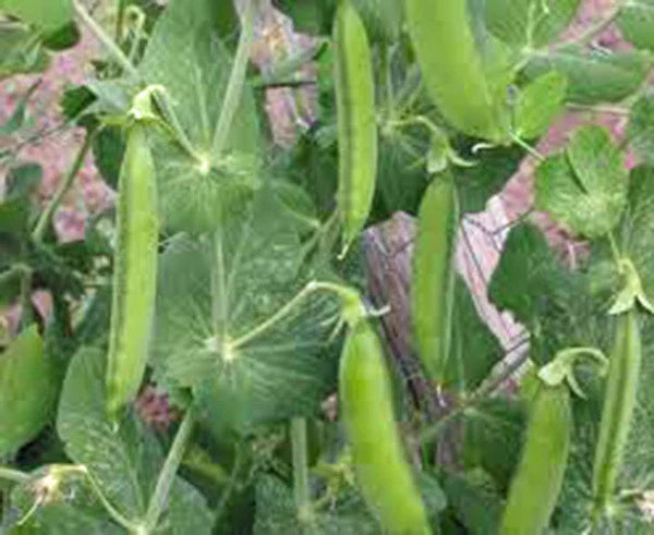 Little Marvel Peas Seeds, Heirloom Variety, 20+ Seeds, Tasty Snack, Perfect for Home Garden - Pisum sativum