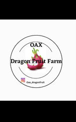 Dragon Fruit Cuttings - Mature "Lake Atitlan" Variety - Hylocereus undatus