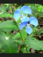 Blue Wandering Jew Day Lily Plants - 5 Fresh Bare Rooted Plants - Tradescantia zebrina