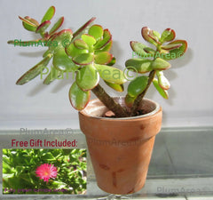 Rooted 12" Jade Plant Succulent, Crassula Ovata, Drought Resistant Houseplant, Easy Care Indoor Plant