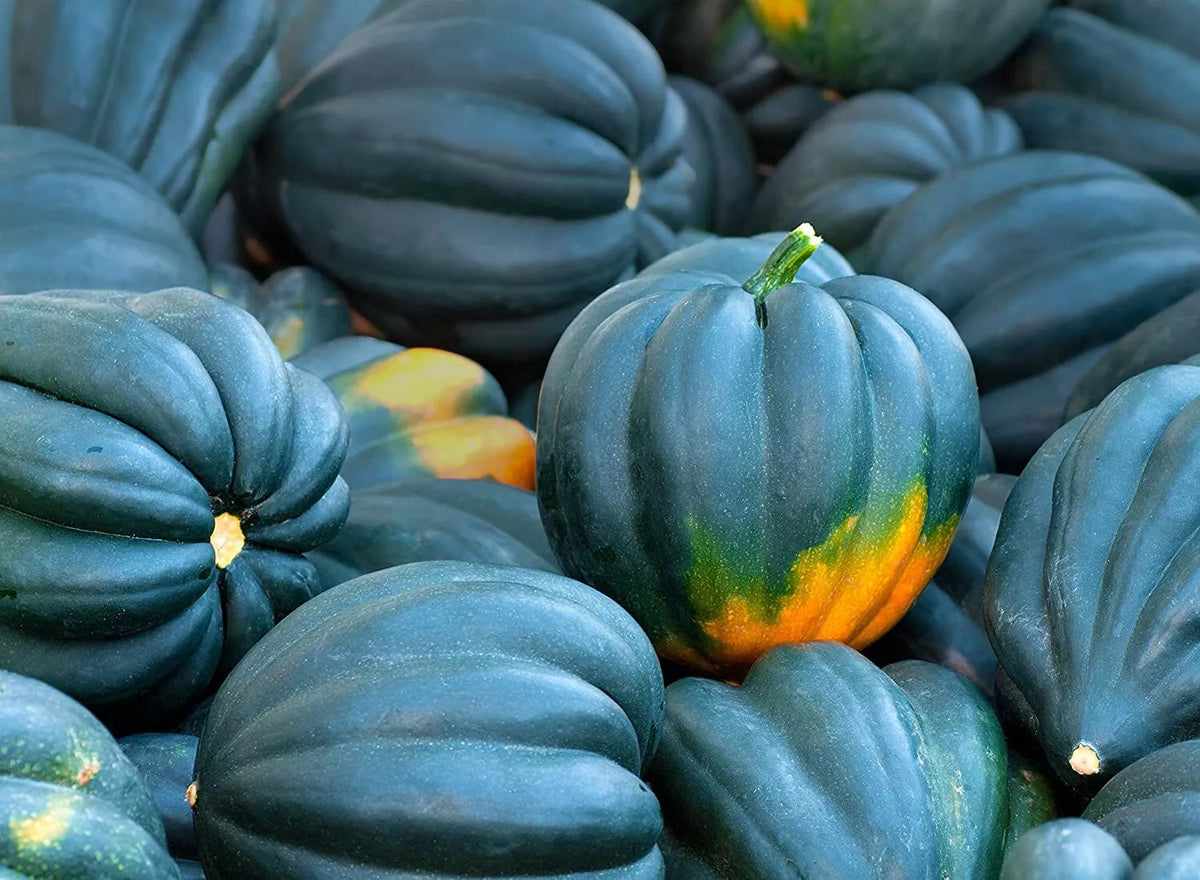 Acorn Squash Seeds - 50 Pack - King Table Variety - Delicious & Nutritious (Cucurbita pepo)