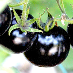 European Black Cherry Tomato Seeds - 75+ Heirloom, Non-GMO, Sweet & Tasty, Rare Variety - Perfect for Gardeners