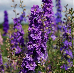 Rocket Larkspur Seeds - Lilac Cut Flowers for Pollinators - Non-GMO Delphinium - 500 Seeds