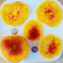Gold Medal Bi-colored Fresh Seeds - +25 Pack - Great for Gardening - High-Quality Seed Variety