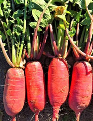 China Rose Radish Seeds 100+ Non-GMO, Heirloom Variety, Raphanus sativus - Perfect for Home Gardening