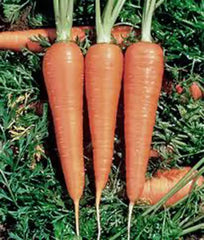 Heirloom Carrot Seeds - Danvers 126 Variety - 50+ Seeds - Organic Vegetable Seeds for Home Gardening