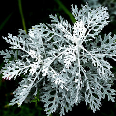 Dusty Miller Seeds - Fuzzy Silver White Leaf - Senecio Cineraria - Ideal for 2025 Planting