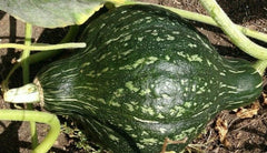 Green Hubbard Winter Squash Seeds 15+ Pack - Heirloom Vegetable Garden Seeds - Cucurbita maxima