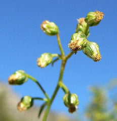 Tarragon Herb Seeds (50 Seeds) - Dragon Herb, Artemisia Dracunculus, Culinary Herb for Planting