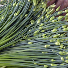 Chinese Garlic Chives Seeds - 500+ Count - Dah Yeh Broad Leaf - Allium tuberosum for 2025 Planting