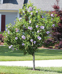 Rose Of Sharon Hibiscus Starter Plants 6-10" Bare Root Fast-Growing Summer Flowering Hibiscus syriacus