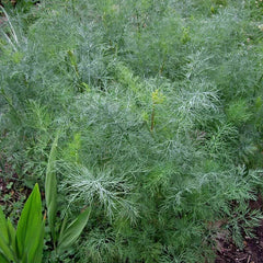Dukat Dill Seeds | 500 Heirloom Non-GMO Seeds | Anethum graveolens | Free Shipping
