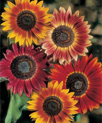 Evening Sun Sunflower Seeds - Helianthus Bicolor Red Orange - 2025 Planting Seeds for Vibrant Garden Blooms