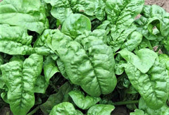 Noble Giant Spinach Seeds - 100+ NON-GMO Seeds for Home Gardening - Spinacia oleracea