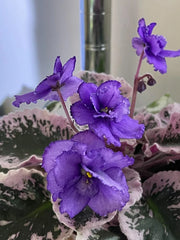 African Violet Leaves - 2 Pack - Optimara Friendship - Saintpaulia ionantha