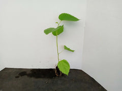 Dwarf Everbearing Mulberry Trees 2-Pack Starter Plants Morus Nigra