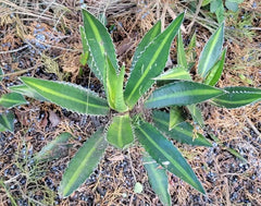 Variegated Agave Lophantha 'Splendida' 12-14" Center Stripe Leaves