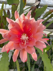 Epiphyllum 'Southern Charm' Fully-Rooted Starter Pot | Succulent Plant | Tropical Cactus | Houseplant for Indoor Gardening