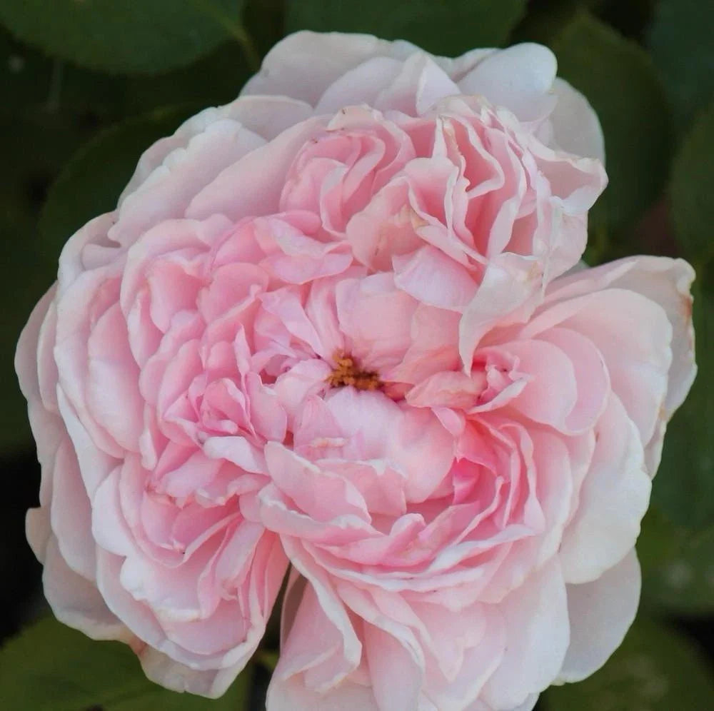 Climbing Rose Cuttings - 3 Fresh 6” Long Unrooted Cuttings - Rosa spp.
