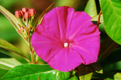Morning Glory Seeds - 65 Seeds - Scarlet O'Hara Deep Pink Vine - Ipomoea purpurea - Free Shipping on 15 Packs