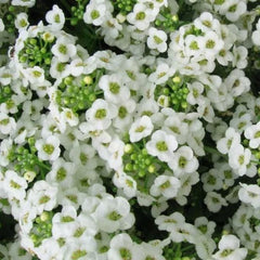 Sweet Alyssum Seeds, Carpet of Snow, White Heirloom, Non-GMO, 1000 Seeds, Perennial Flower, Garden Plant