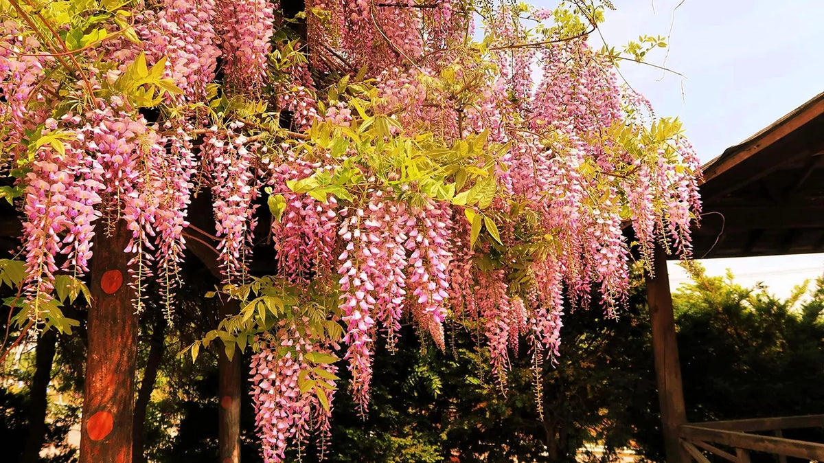 japanese wisteria bonsai Rare Pink Wisteria Bonsai Tree Seeds, 5 Seeds