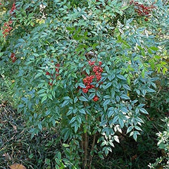 Heavenly Bamboo Seeds - 20 Pack - Perfect for Hedge Privacy - Nandina domestica - Made in USA, Ships from Iowa