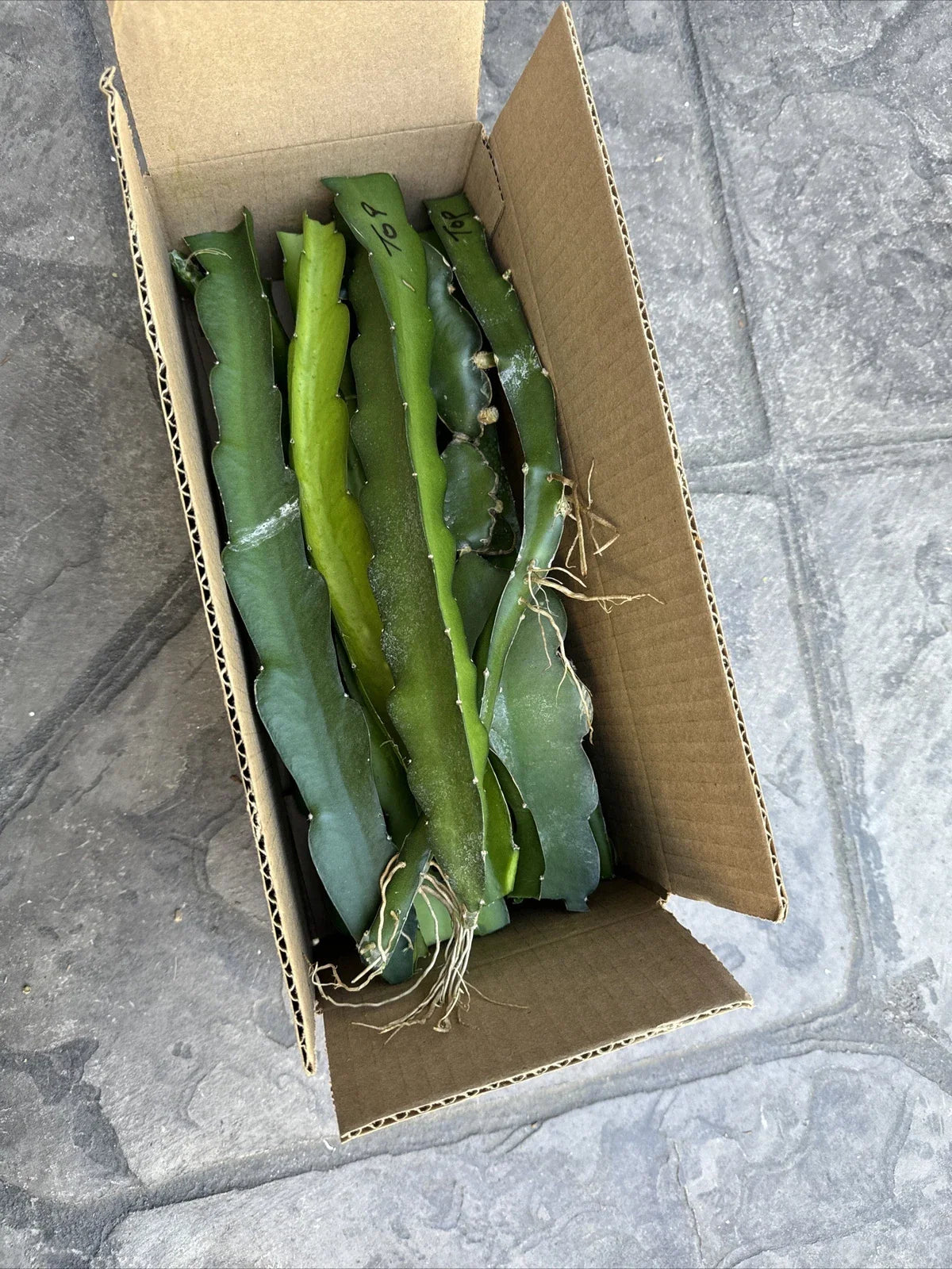 Rare Dragon Fruit Cuttings - 10 Pieces, 8-12 Inches Long, Hylocereus undatus