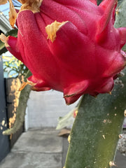Dragon Fruit Cutting 12-18 Inches, Orajona Variety, Hylocereus undatus