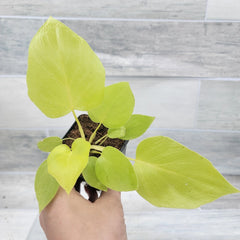 Philodendron Warscewiczii Snowflake | 3" Live Tropical Houseplant | Rare Aroid for Home Decor